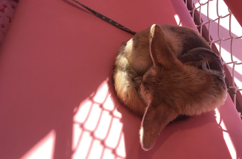 ミーアキャットやカピバラとふれあえる 原宿かわいい動物園 港区ママのブログ